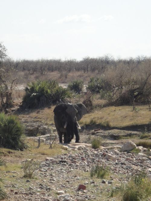 elephant africa pachyderm