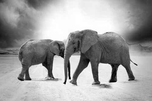 elephant ivory animals