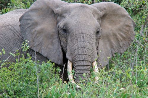 elephant tanzania animal