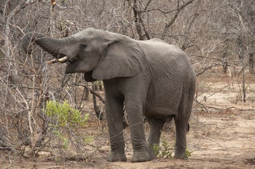 elephant africa kruger park