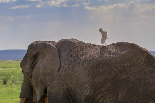elephant africa  kenya  safari