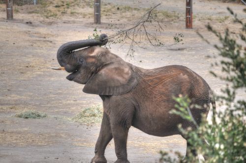 Elephant And Tree Branch