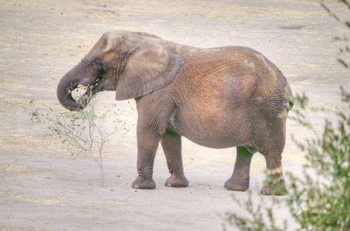 Elephant And Tree Branch