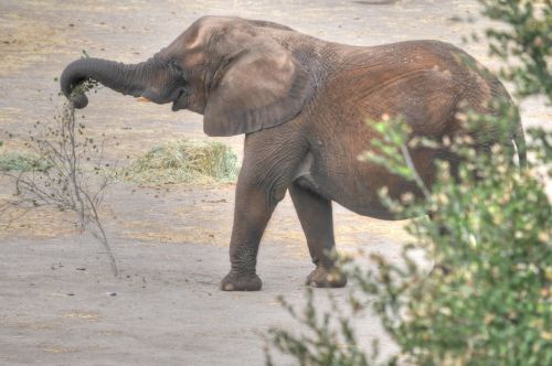 Elephant And Tree Branch