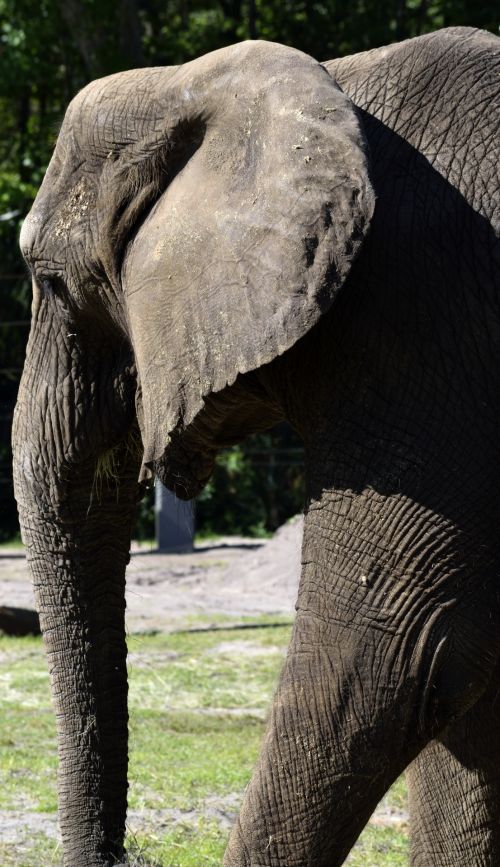Elephant At Zoo