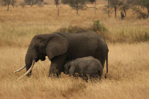 elephant baby elephant family serengeti national park