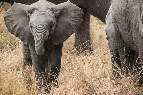 elephant baby safari elephants