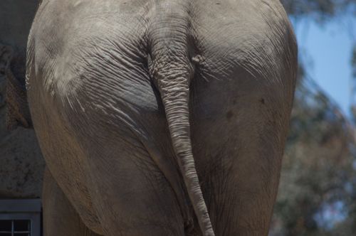 Elephant&#039;s Backside