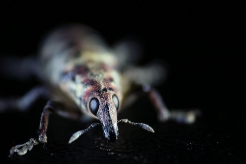 elephant beetle insect macro