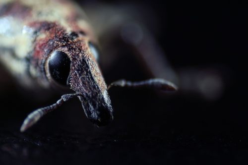 elephant beetle macro insect animal