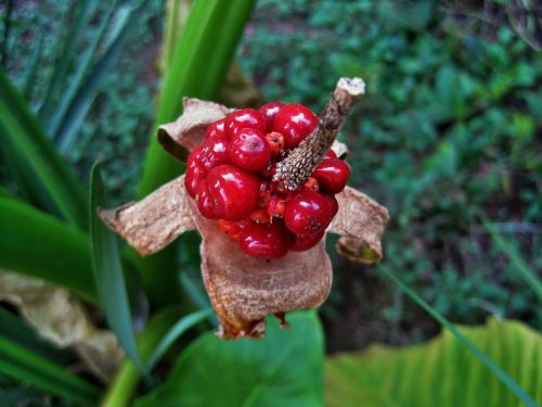 elephant ear seeds seeds germinating