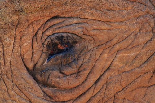 elephant eye elephant eye
