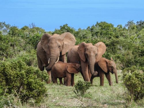 elephant family elephant safari