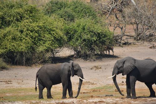 elephant fight botswana combat
