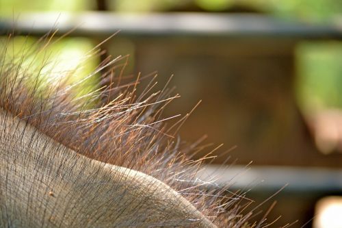 elephant hair hair animal hair