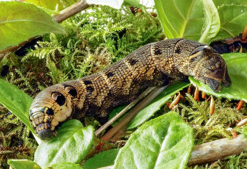 elephant-hawk-moth  larva  caterpillar