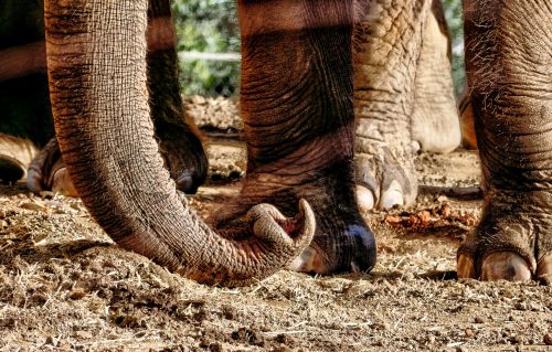 Elephant Legs And Trunk