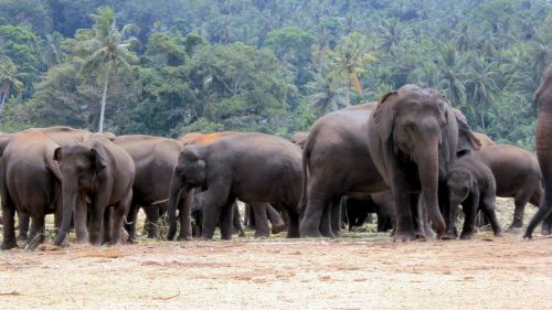elephant orphanage elephants elephant herd