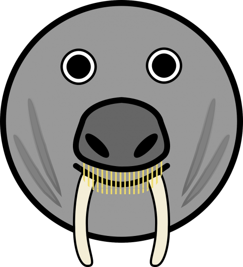 elephant seal seal horns