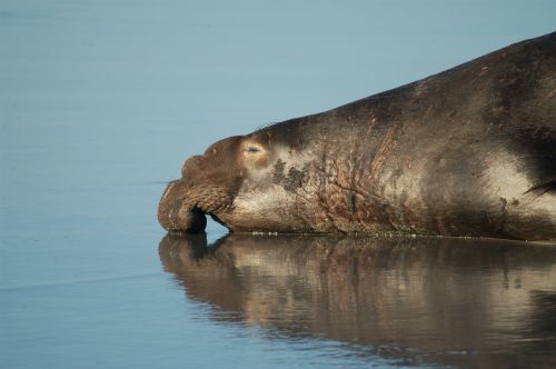 elephant seal mammal beach