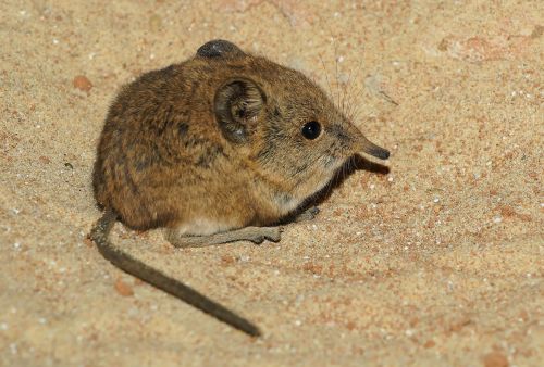 elephant shrews tree shrews african mouse