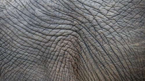 elephant skin  structure  wrinkled