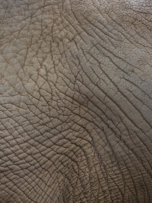 Elephant Skin Texture