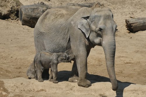 elephant with boy  zoo  belgium