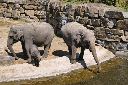 elephant with boy  zoo  planckendael
