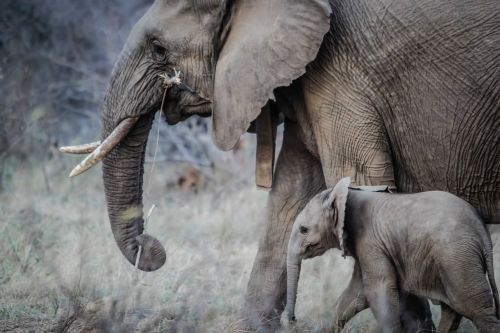 elephants baby animals mammal