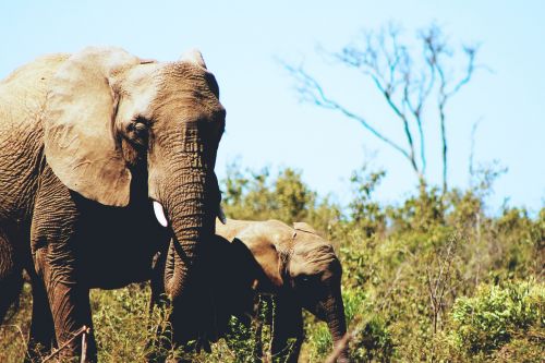 elephants wildlife animal