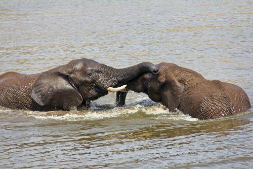 elephants playing water