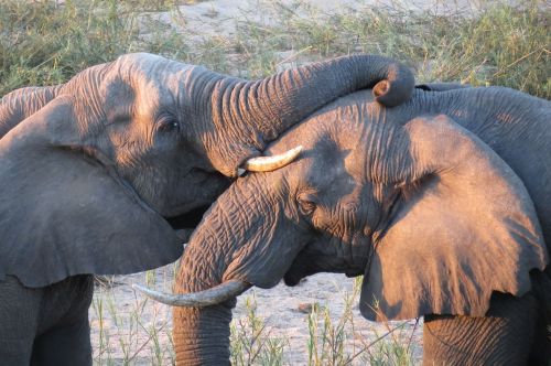 elephants frolic sunset