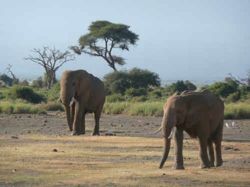 elephants friends kenya