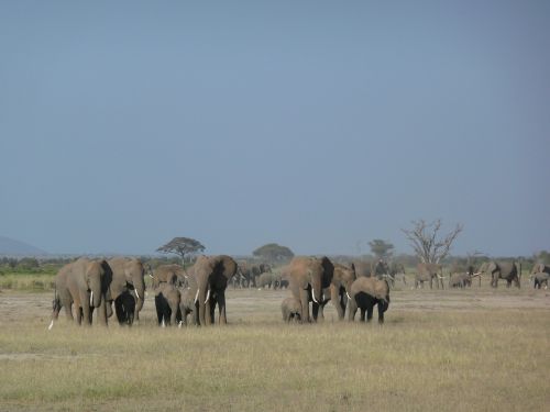 elephants family wildlife