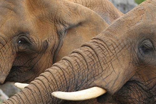 elephants trunks big