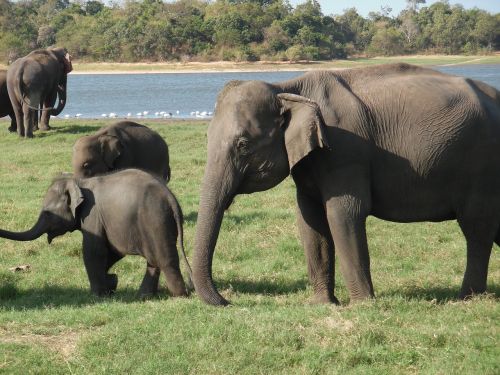 elephants travel wildlife
