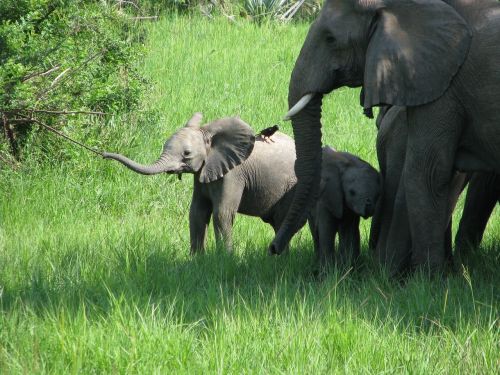 elephants elephant family