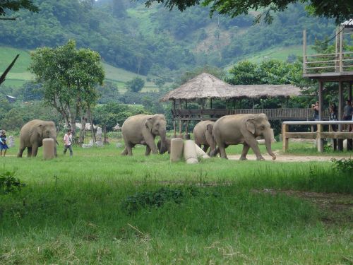 elephants thailand elephant nature park