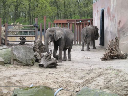 elephants zoo animals