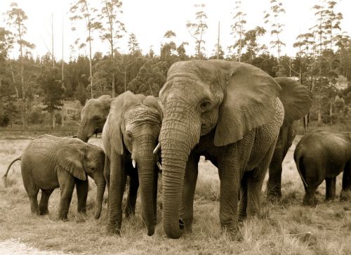 elephants africa orphans