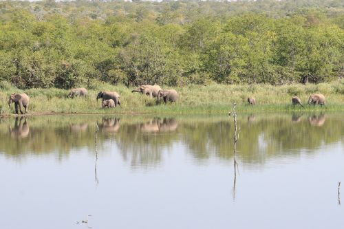 elephants south africa safari
