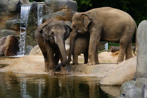 elephants zoo proboscis