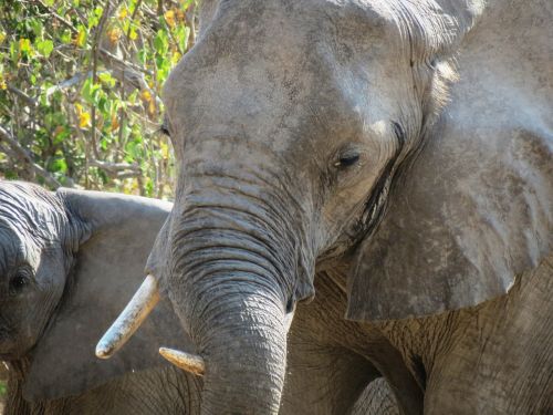 elephants approach in south africa