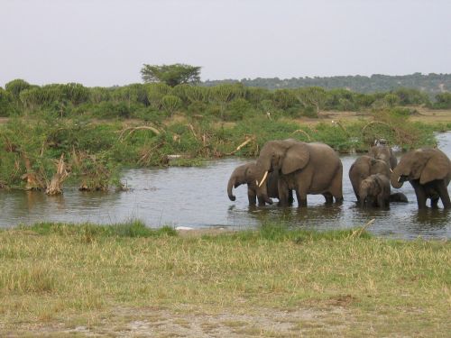 elephants animals wildlife
