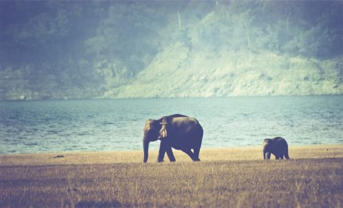 elephants animals grass