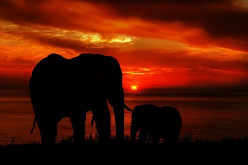 elephants sunset nature