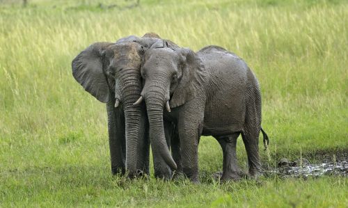 elephants mud ivory
