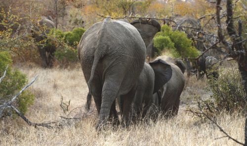 elephants herd wildlife