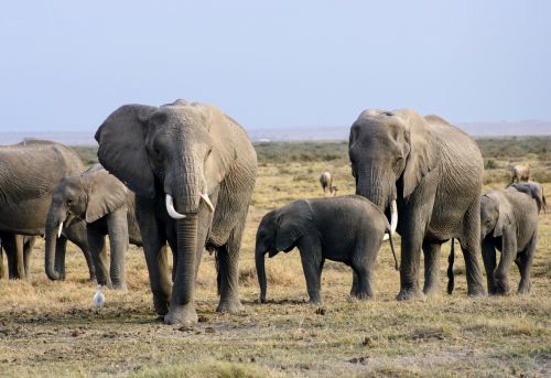 elephants africa kenya